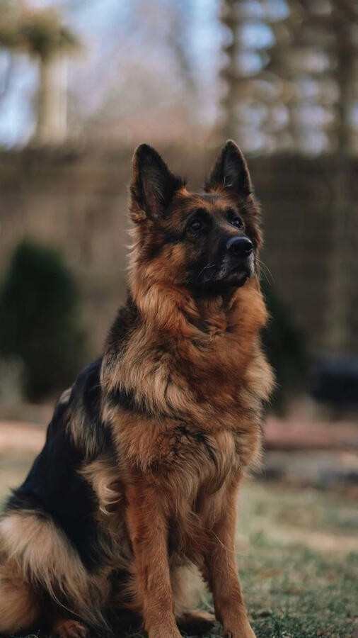 Achilles